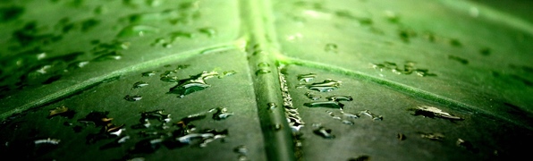 Первая статья